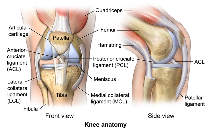 knee diagram