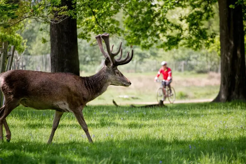 What to do when chased by an animal