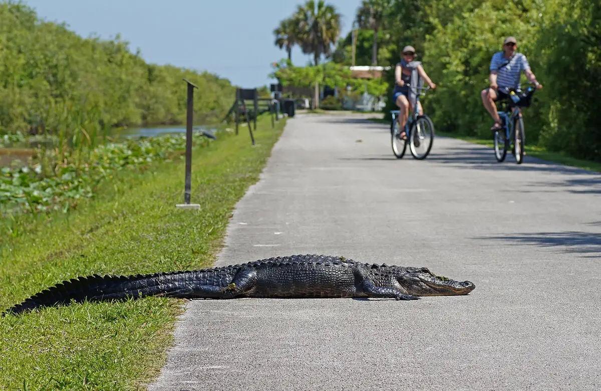 Florida from a cyclist's perspective Florida cycling