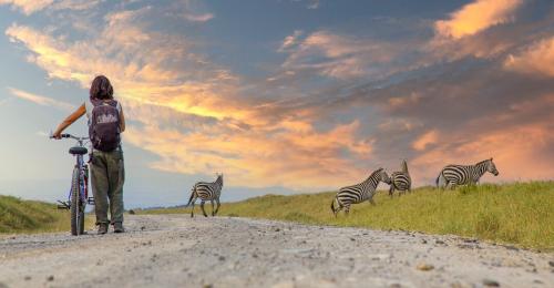 What to do when chased by an animal