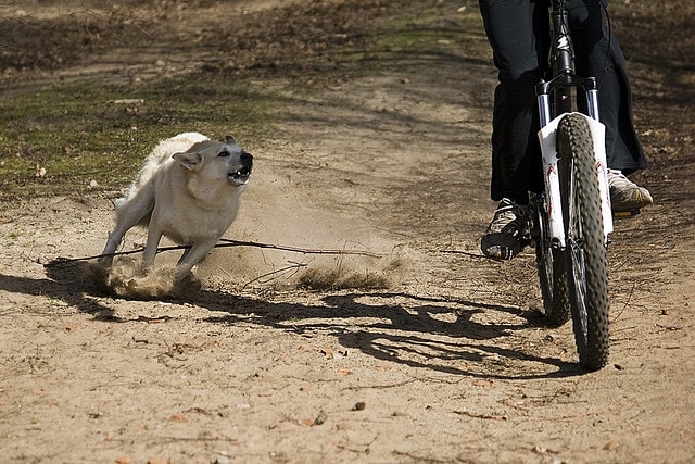 dog attacks cyclist
