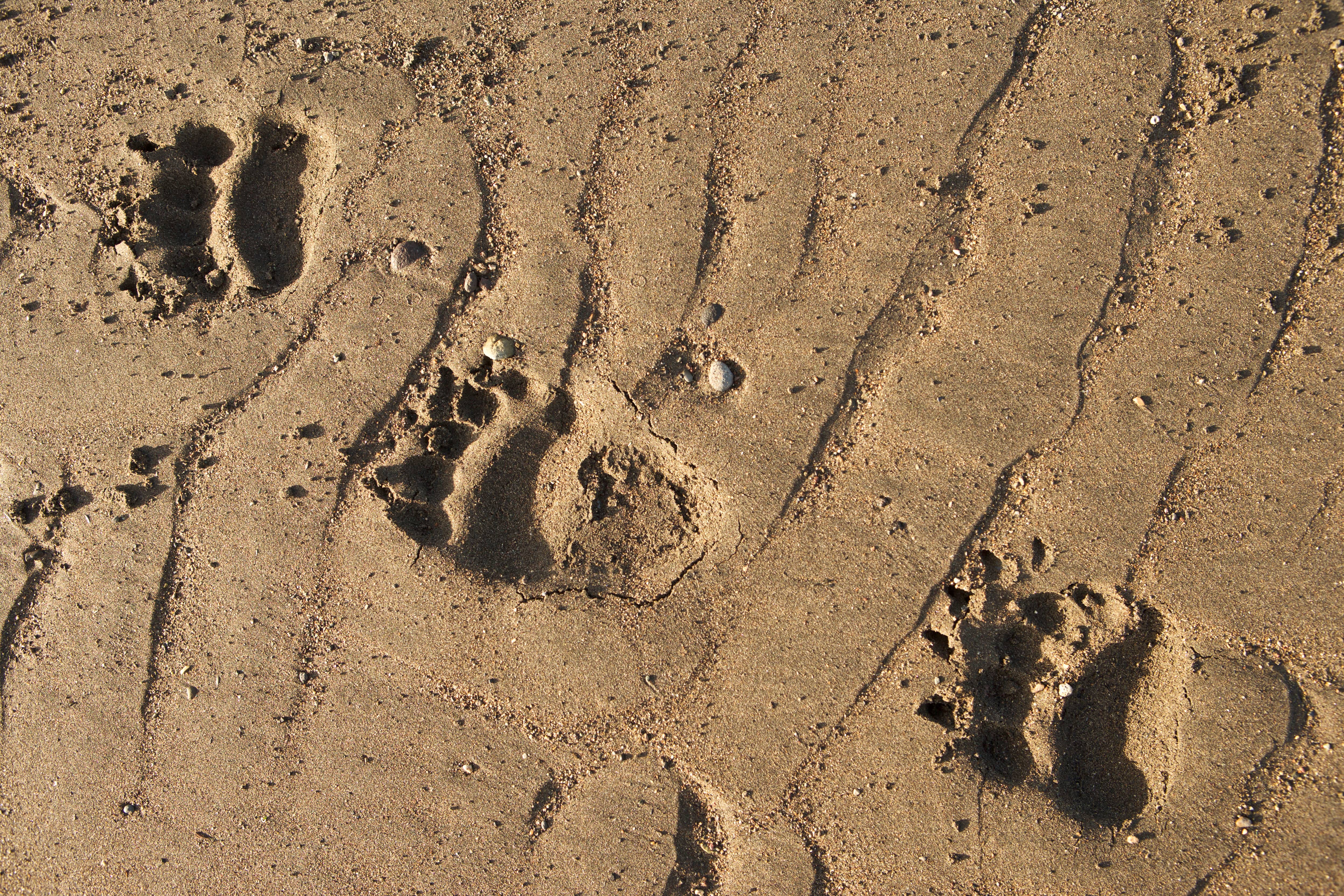 bear prints