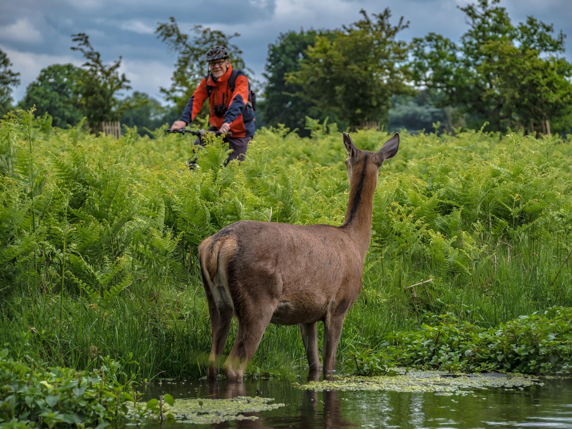 cyclist and animal